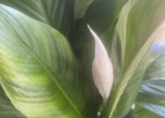 Продается дом, 29 м2, Тайшет, улица Крупской