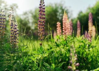 Продаю земельный участок, 20.1 сот., посёлок Тярлево