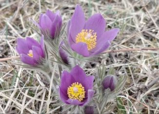 Продажа участка, 60 сот., Республика Алтай