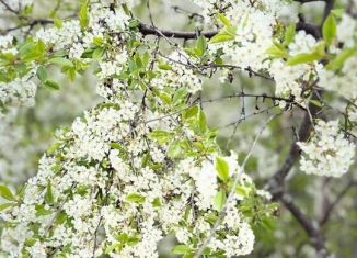 Продам дом, 75 м2, деревня Чандрово, Садовая улица