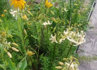 Продажа земельного участка, 10 сот., деревня 1-я Моква, Центральная улица