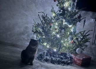 Сдаю в аренду 1-ком. квартиру, 56 м2, Сочи, Политехническая улица, 42, микрорайон Новый Сочи